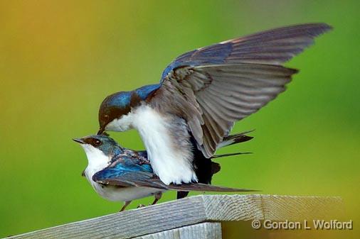 Frisky Swallows_53720.jpg - Tree Swallows (Tachycineta bicolor) photographed at Ottawa, Ontario - the Capital of Canada.